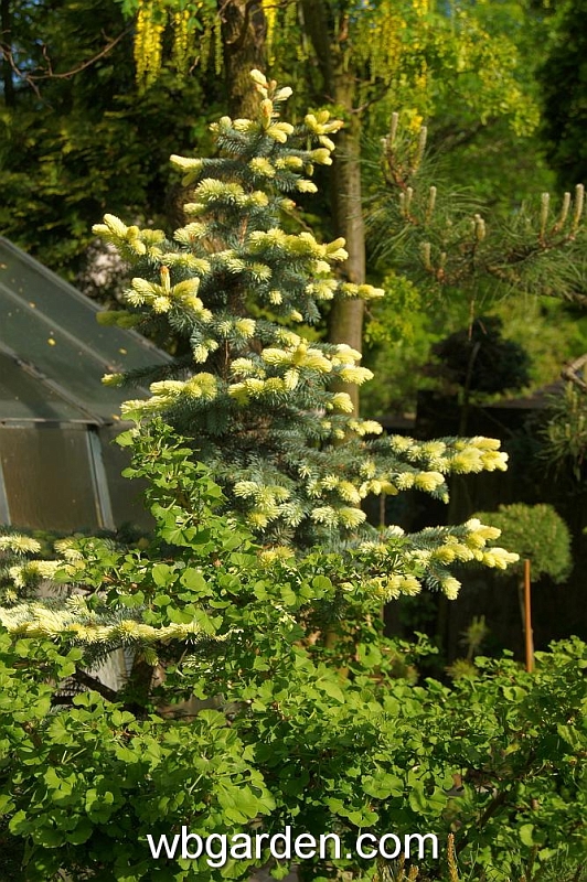 wbgarden spring 25.JPG